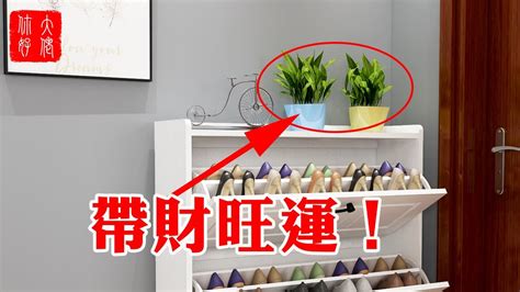韭菜人 鞋櫃上可以放什麼植物